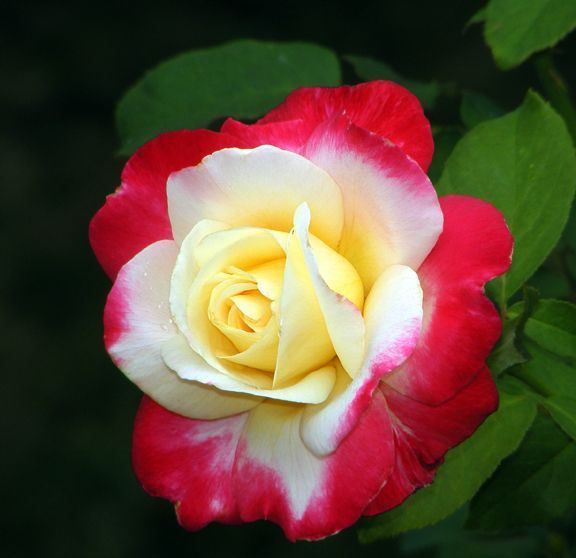 Double Delight photo ddp2012_08130014.jpg